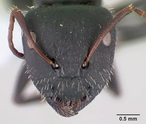 Camponotus aegaeus specimen