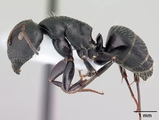 Camponotus aegaeus specimen