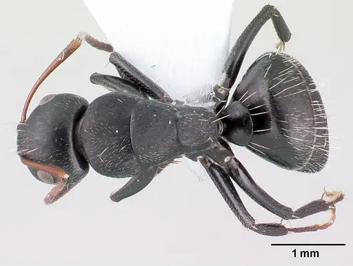 Camponotus aegaeus - CASENT0179875