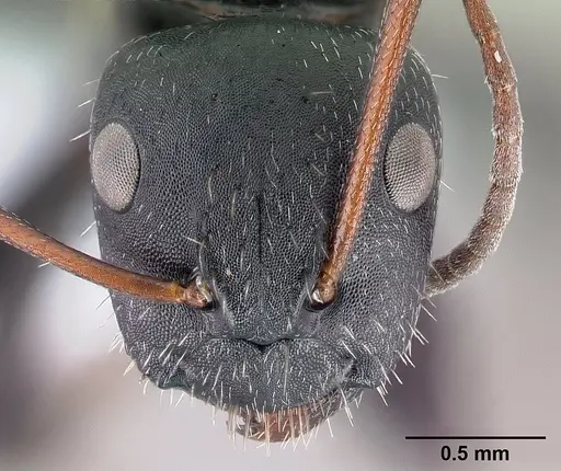 Camponotus aegaeus - CASENT0179875