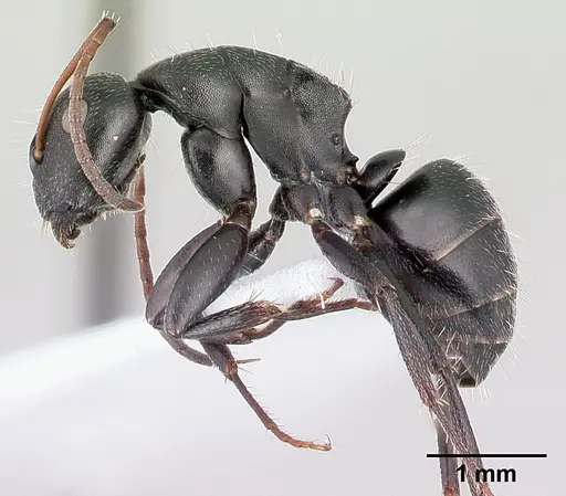 Camponotus aegaeus - CASENT0179875