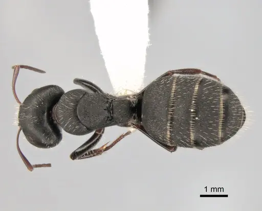 Camponotus aegaeus - CASENT0882035