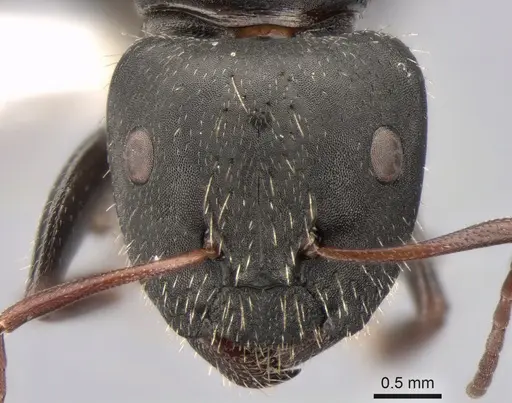 Camponotus aegaeus - CASENT0882035