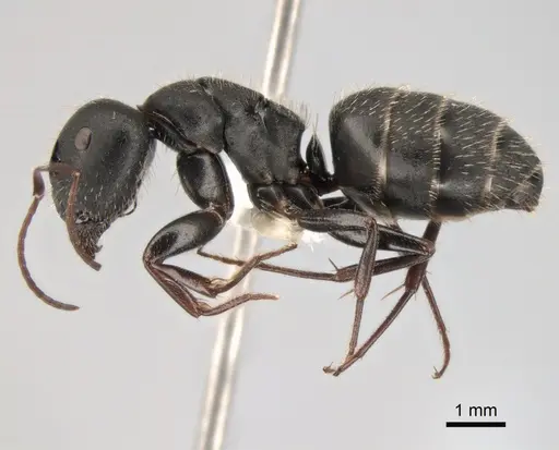 Camponotus aegaeus - CASENT0882035