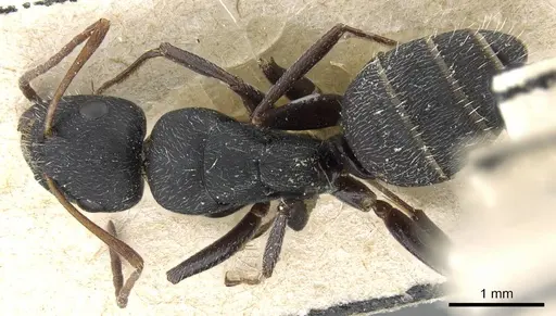 Camponotus aegaeus - CASENT0905395