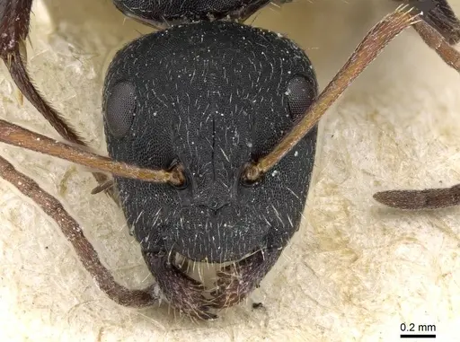 Camponotus aegaeus - CASENT0905395