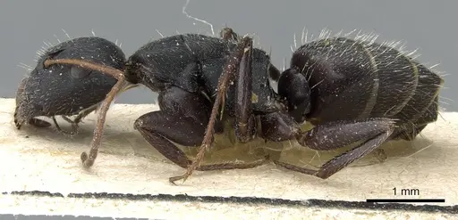 Camponotus aegaeus - CASENT0905395