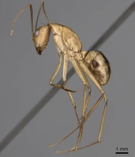 Camponotus aegyptiacus specimen