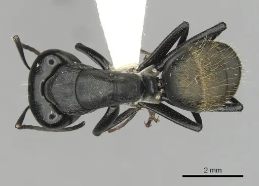 Camponotus aeneopilosus specimen