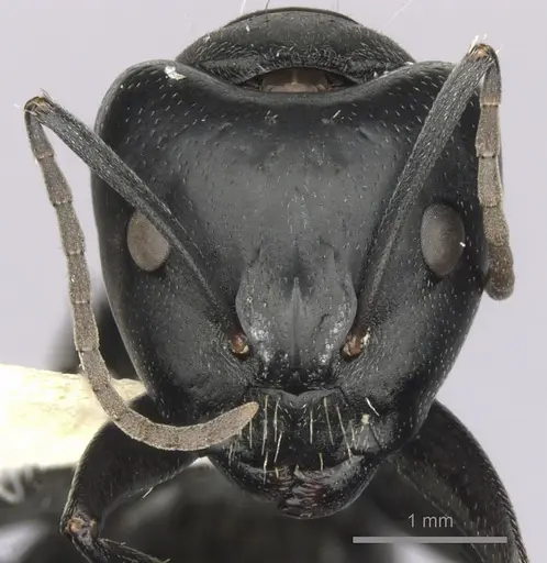 Camponotus aeneopilosus specimen
