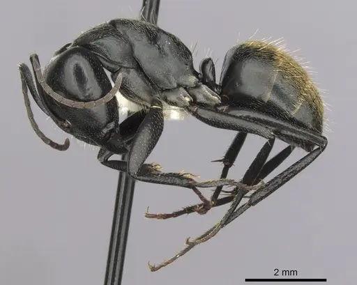 Camponotus aeneopilosus specimen