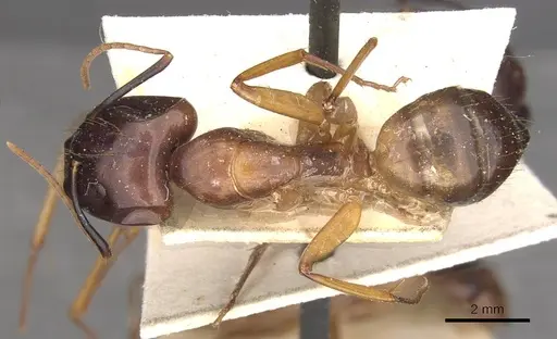 Camponotus aequatorialis specimen