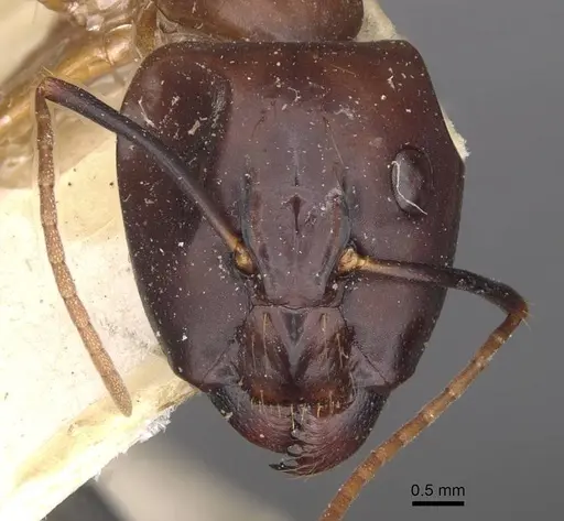 Camponotus aequatorialis specimen