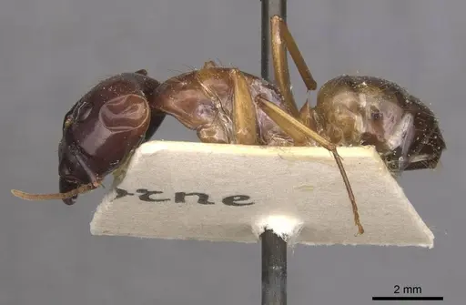 Camponotus aequatorialis specimen