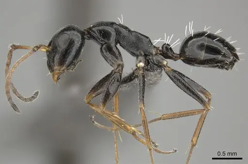 Camponotus aequitas specimen