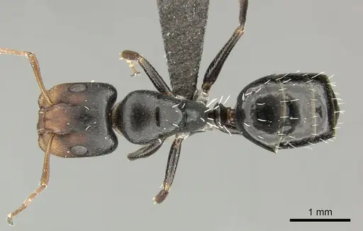 Camponotus aequitas - CASENT0235843