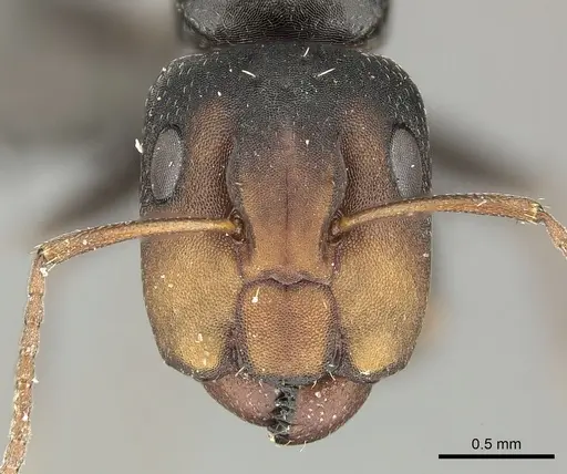 Camponotus aequitas - CASENT0235843