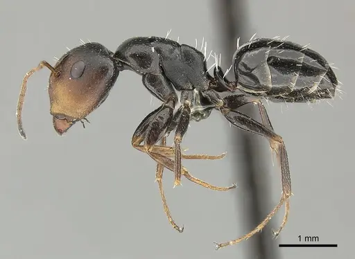 Camponotus aequitas - CASENT0235843