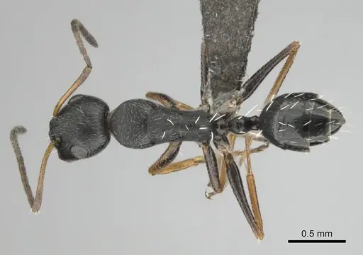 Camponotus aequitas - CASENT0255988