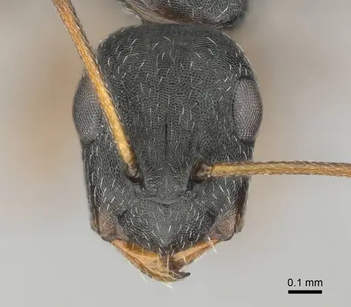 Camponotus aequitas - CASENT0255988