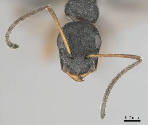 Camponotus aequitas - CASENT0255988