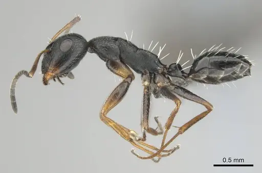Camponotus aequitas - CASENT0255988