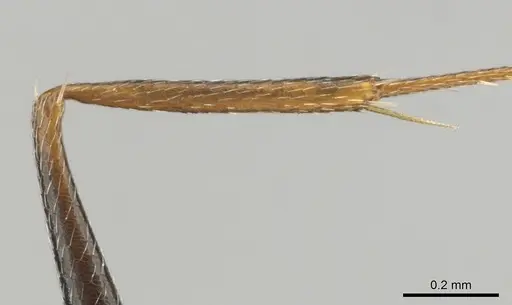 Camponotus aequitas - CASENT0255988