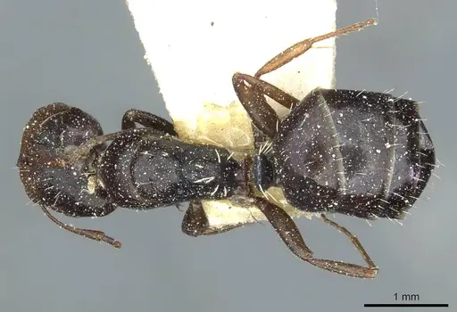 Camponotus aequitas - CASENT0911815