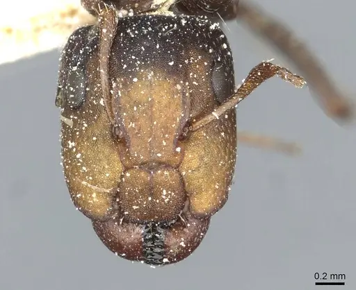 Camponotus aequitas - CASENT0911815