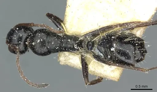 Camponotus aequitas - CASENT0911816