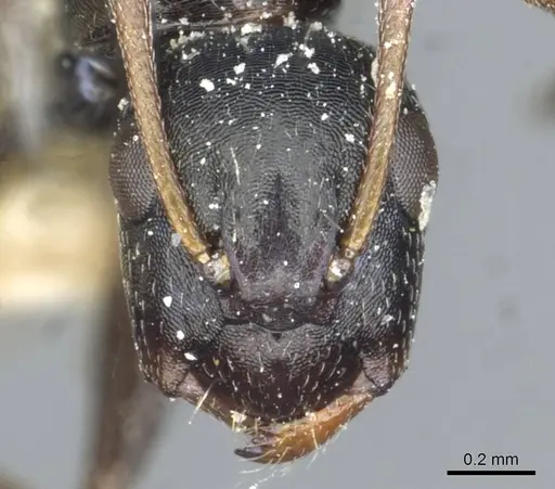 Camponotus aequitas - CASENT0911816