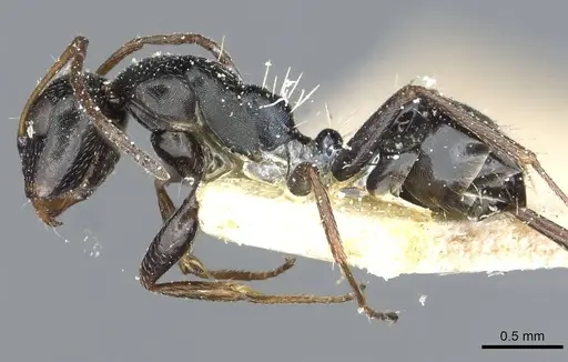 Camponotus aequitas - CASENT0911816