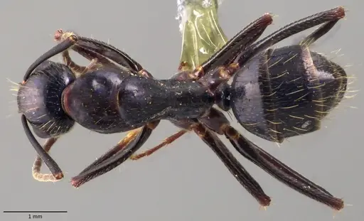 Camponotus aethiops specimen