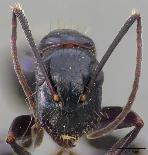Camponotus aethiops specimen