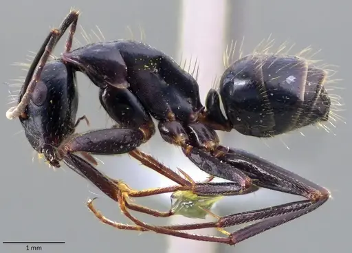 Camponotus aethiops specimen