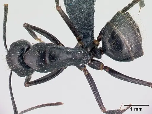 Camponotus aethiops - CASENT0179459