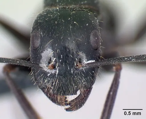 Camponotus aethiops - CASENT0179459