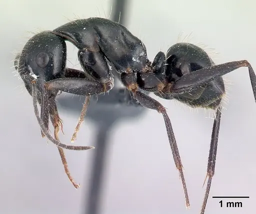 Camponotus aethiops - CASENT0179459