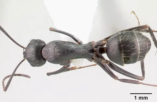 Camponotus aethiops - CASENT0179864