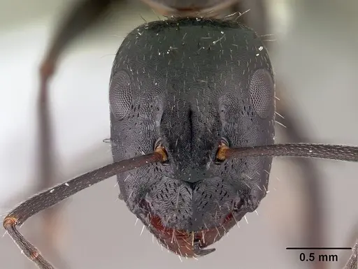 Camponotus aethiops - CASENT0179864