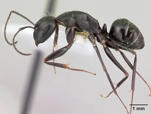 Camponotus aethiops - CASENT0179864