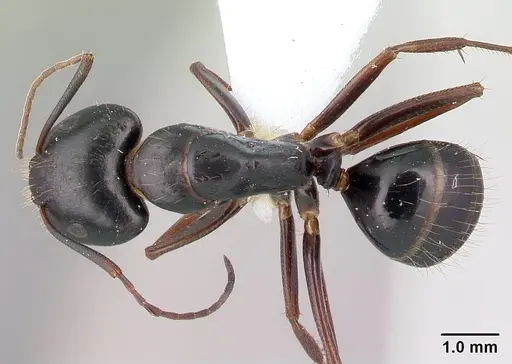 Camponotus aethiops - CASENT0179865