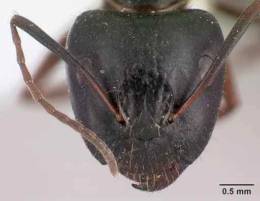 Camponotus aethiops - CASENT0179865