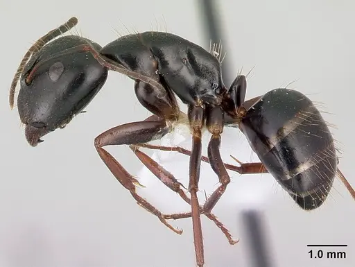 Camponotus aethiops - CASENT0179865