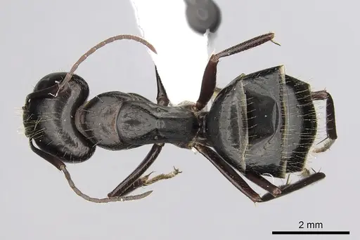 Camponotus aethiops - CASENT0249965