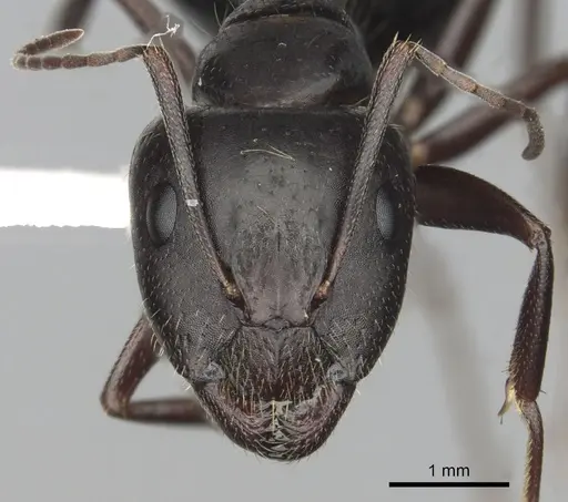 Camponotus aethiops - CASENT0249965