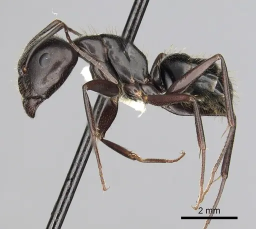 Camponotus aethiops - CASENT0249965
