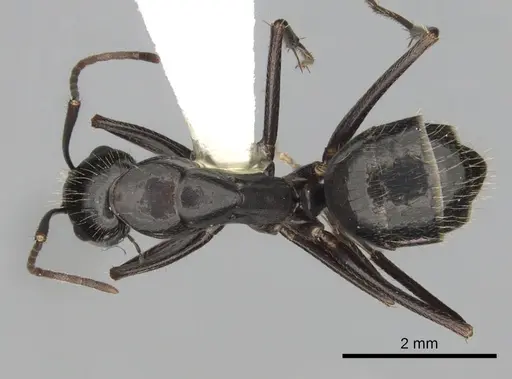 Camponotus aethiops - CASENT0249966