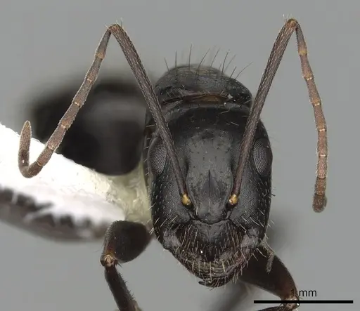 Camponotus aethiops - CASENT0249966