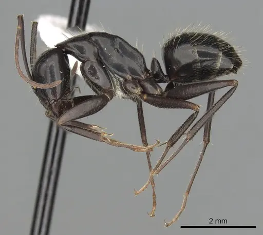 Camponotus aethiops - CASENT0249966